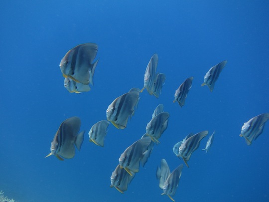 Bawah Underwater 21