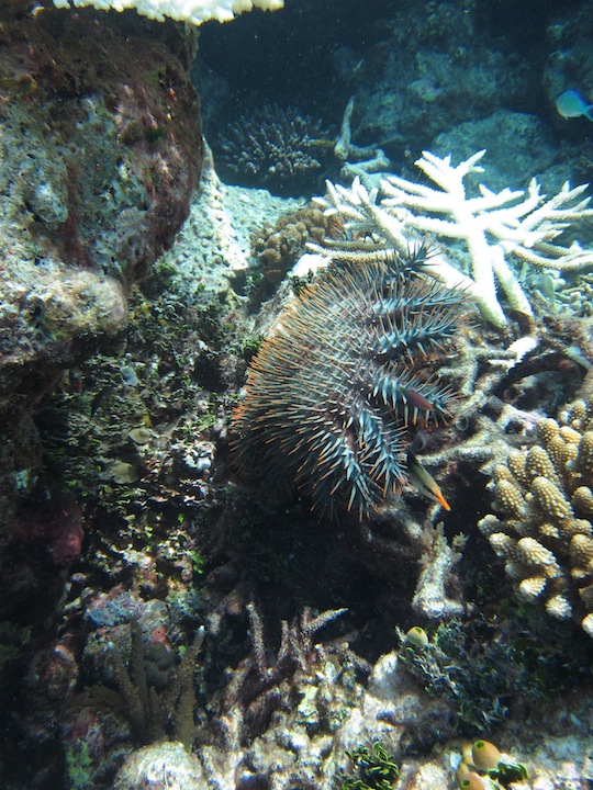 Bawah Underwater 22
