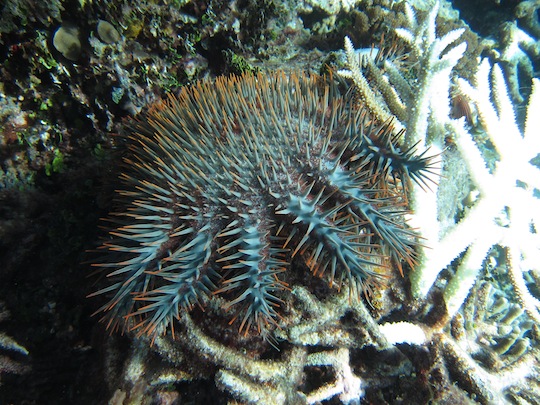 Bawah Underwater 23