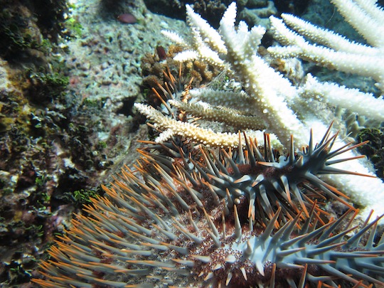 Bawah Underwater 24