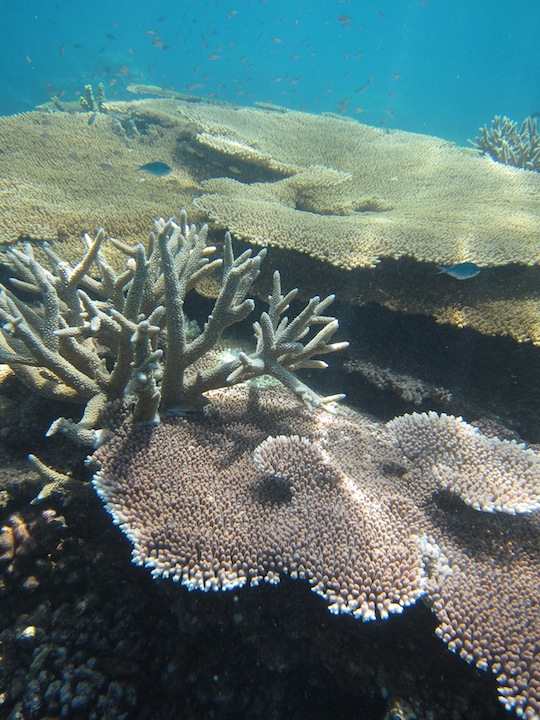 Bawah Underwater 25