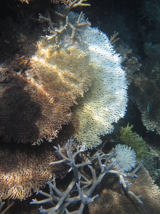 Bawah Underwater 26