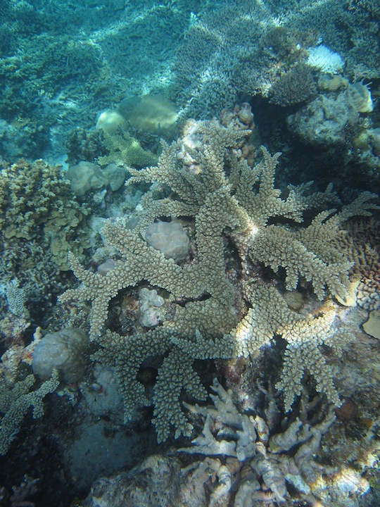 Bawah Underwater 27