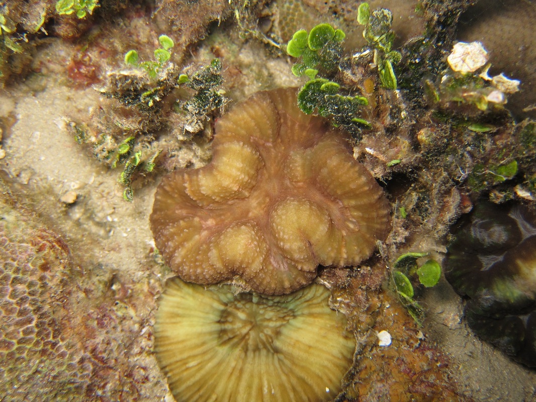 Bawah Underwater 29