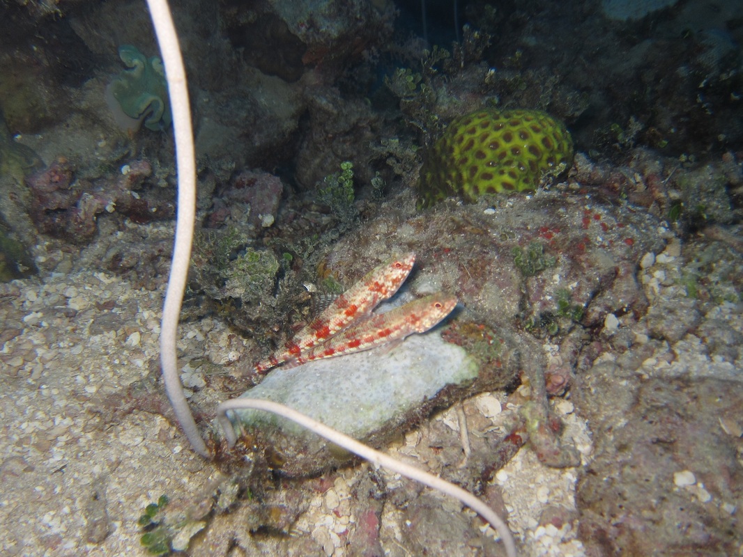 Bawah Underwater 31