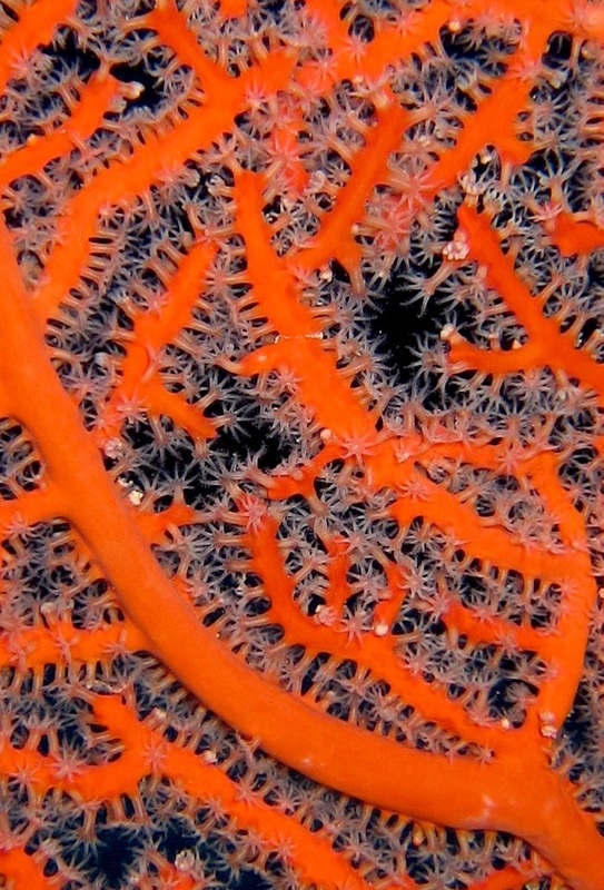 Bawah Underwater 33
