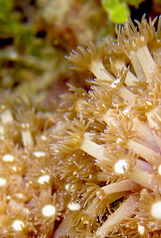 Bawah Underwater 35
