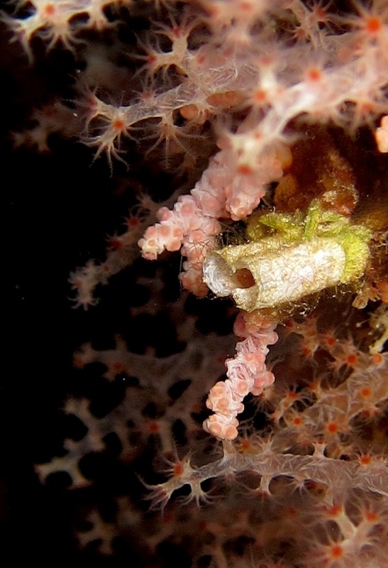 Bawah Underwater 36