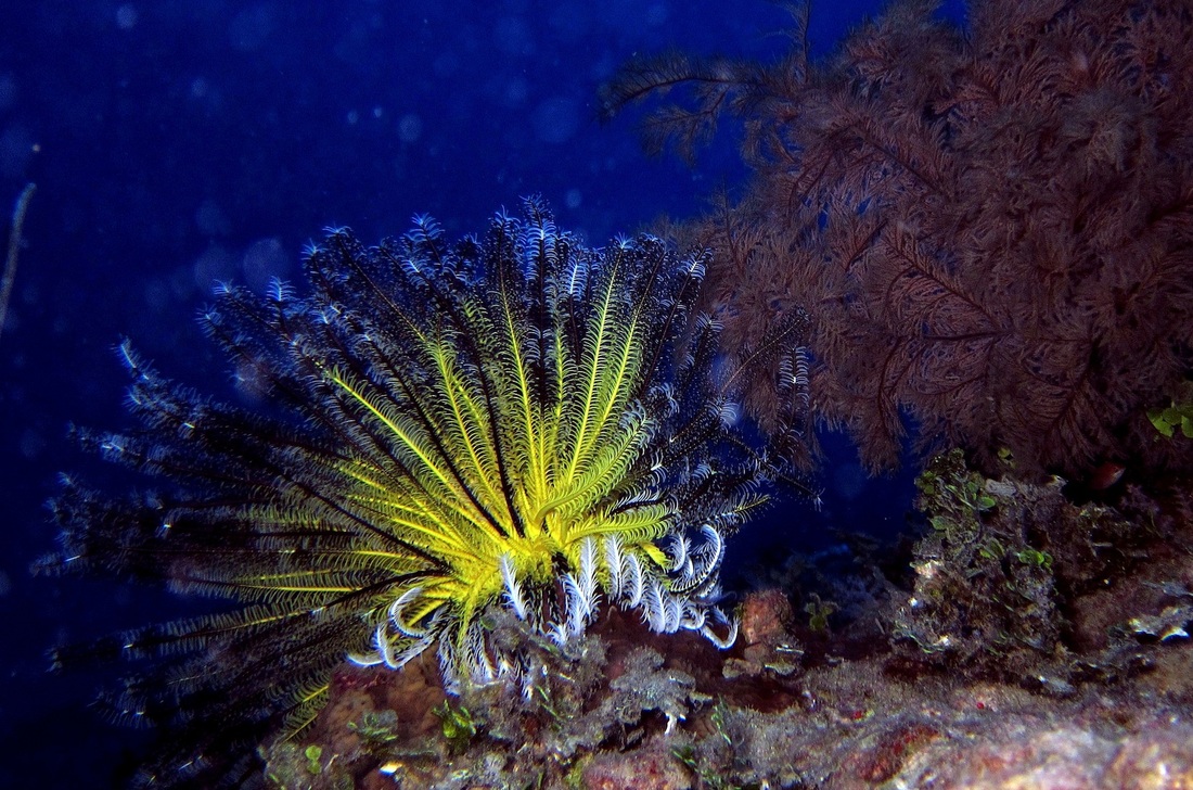 Bawah Underwater 37