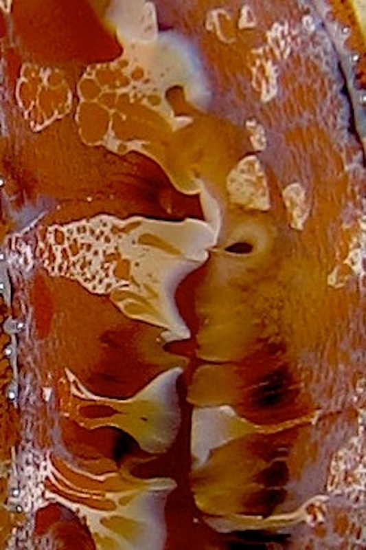 Bawah Underwater 38