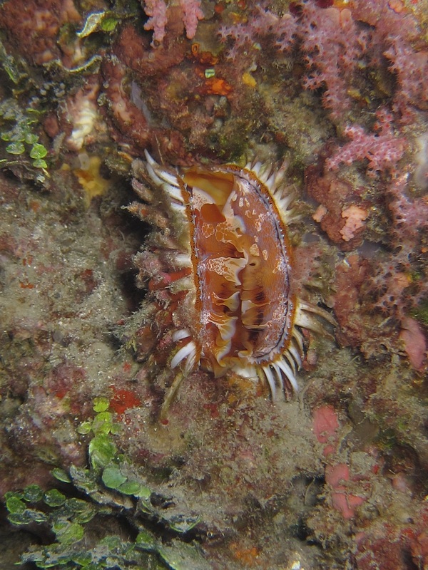 Bawah Underwater 39