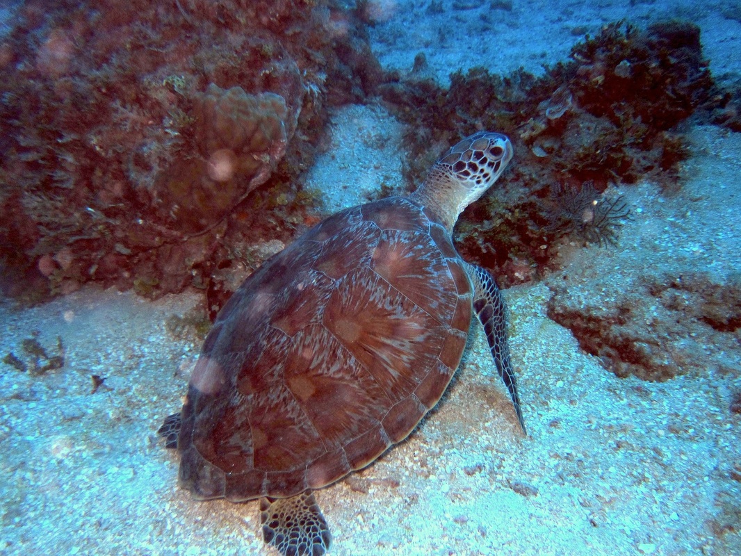 Bawah Underwater 41