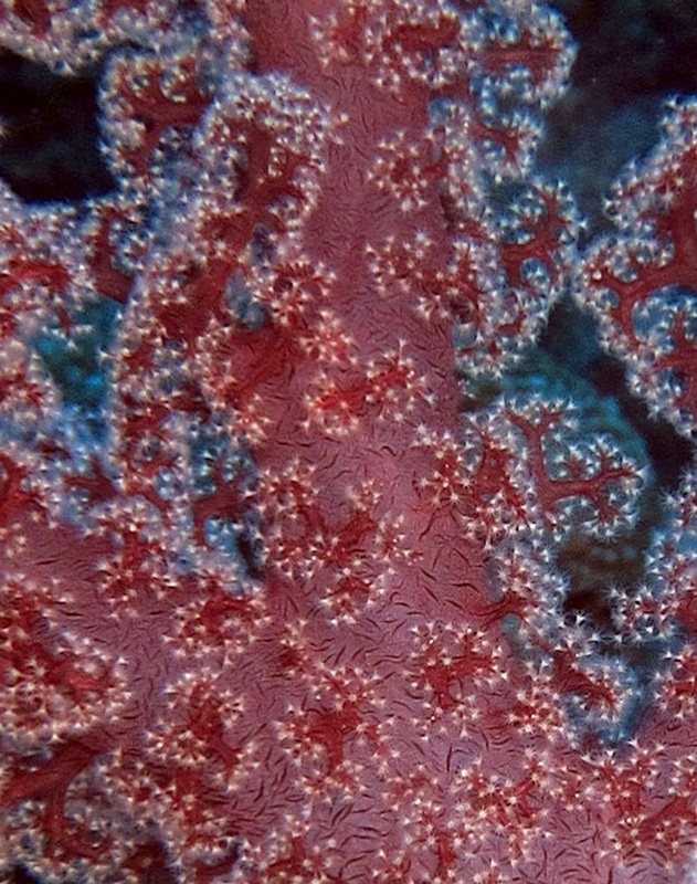 Bawah Underwater 42