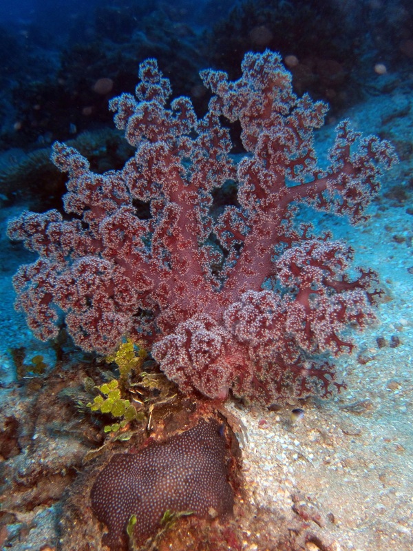 Bawah Underwater 43