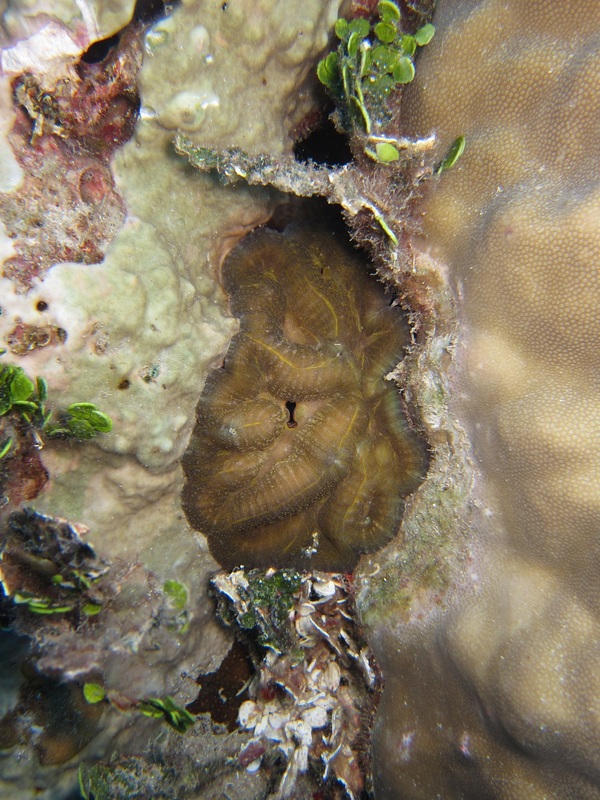Bawah Underwater 44