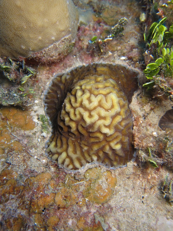 Bawah Underwater 45