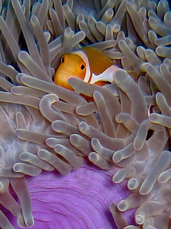 Bawah Underwater 47