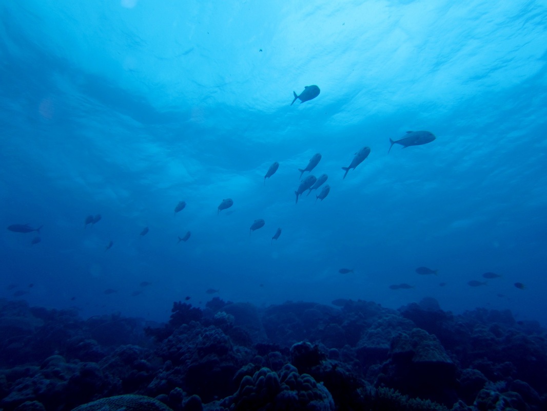 Bawah Underwater 48
