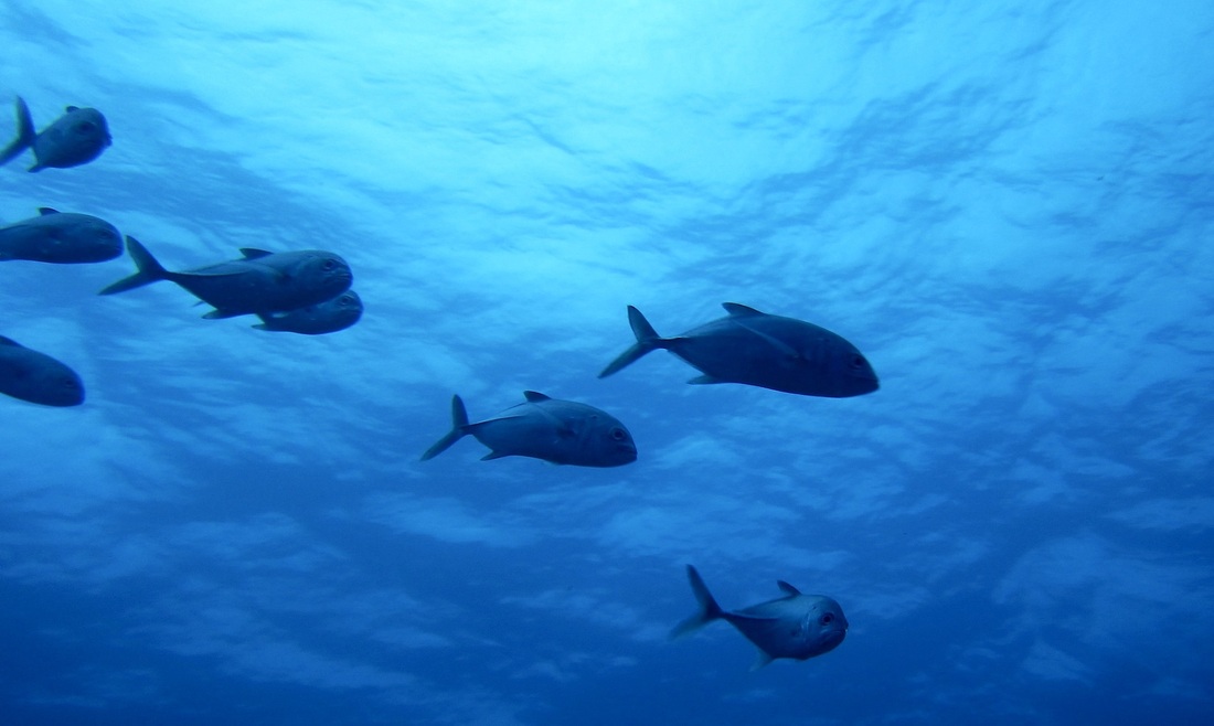 Bawah Underwater 49