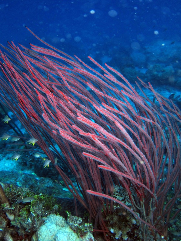 Bawah Underwater 51