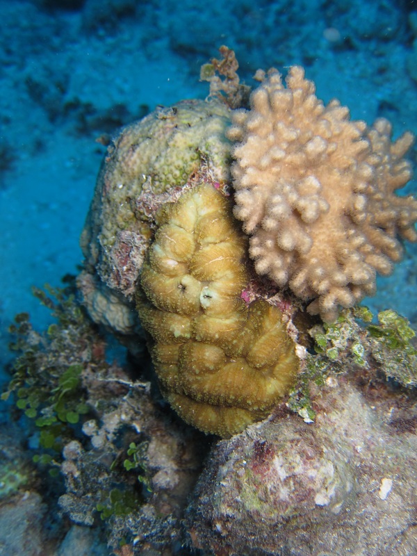 Bawah Underwater 52