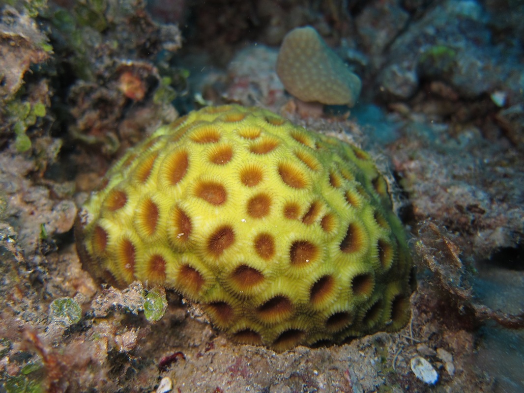 Bawah Underwater 54