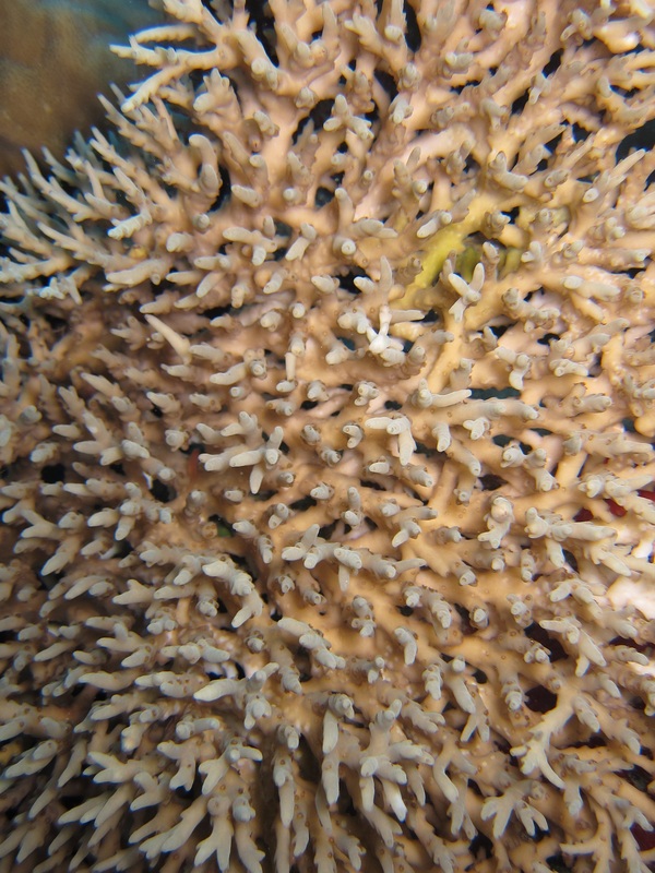 Bawah Underwater 55