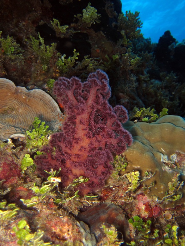 Bawah Underwater 56