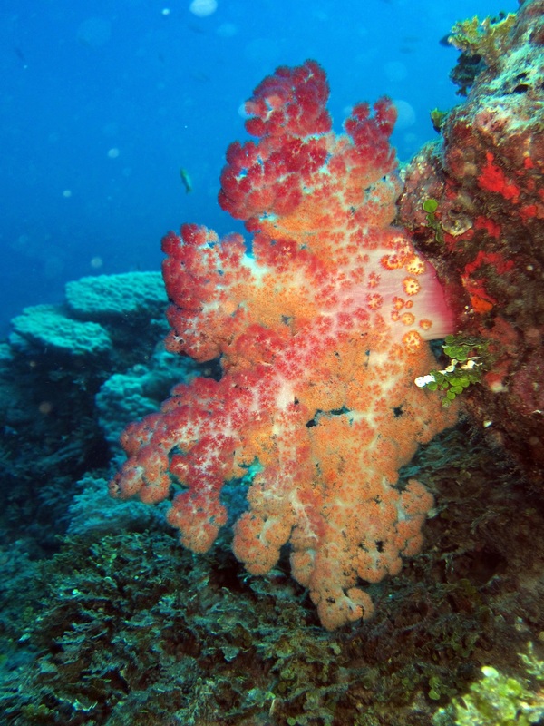 Bawah Underwater 57