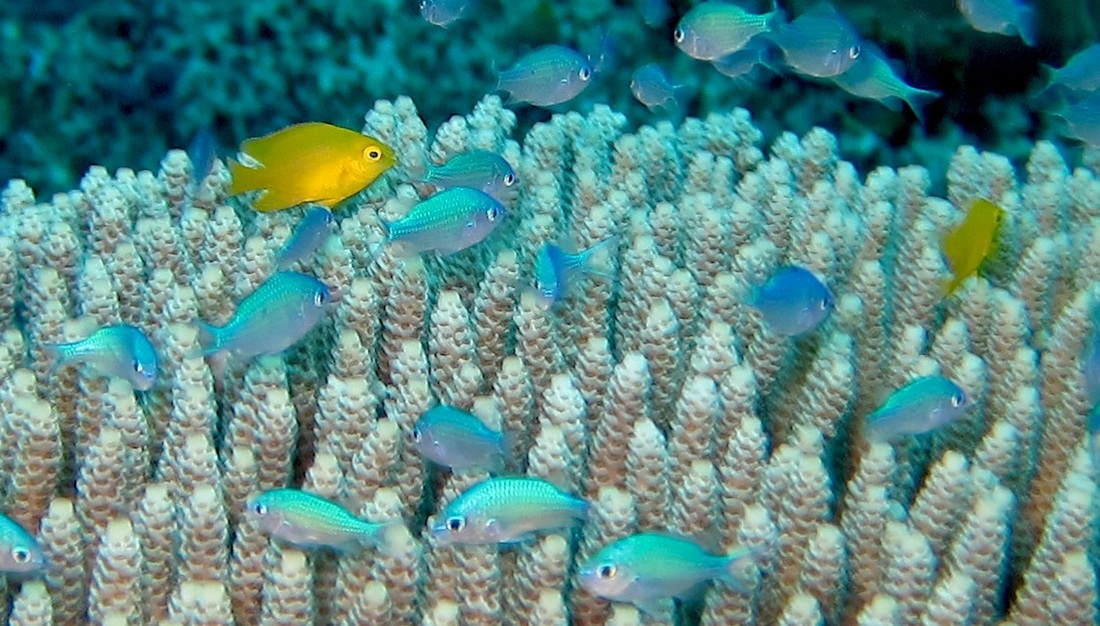 Bawah Underwater 58