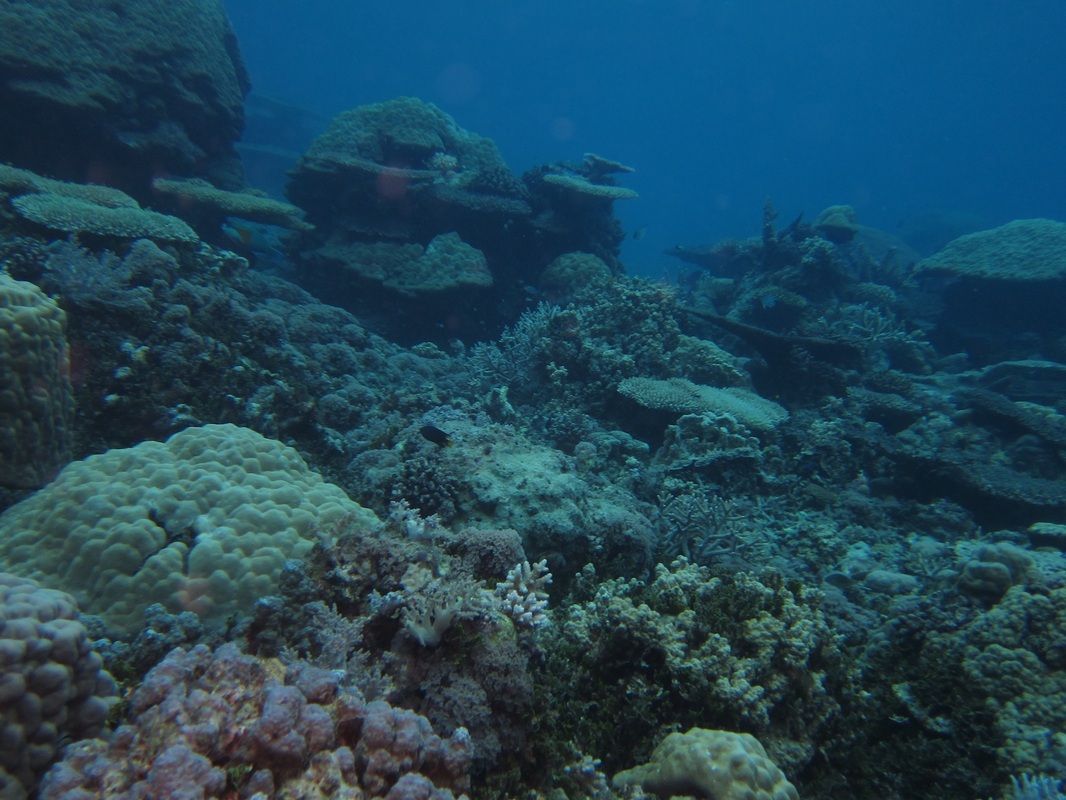 Bawah Underwater 59