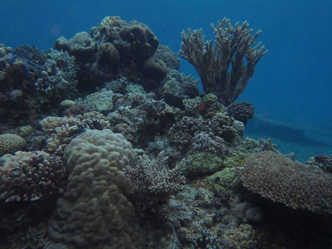 Bawah Underwater 60