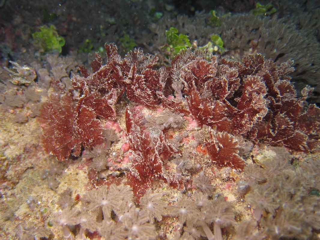 Bawah Underwater 61