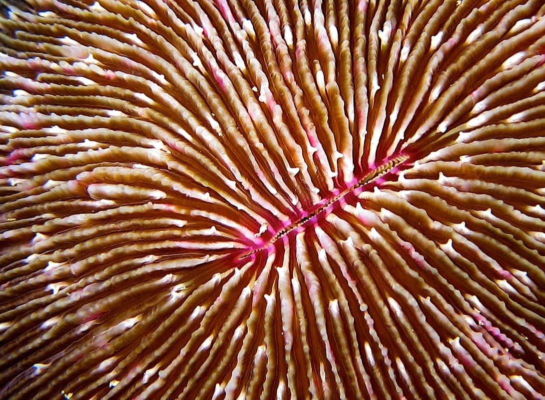 Bawah Underwater 62