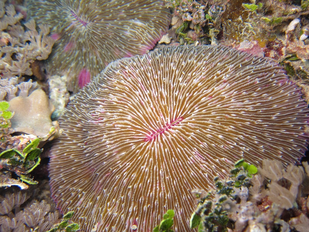 Bawah Underwater 63