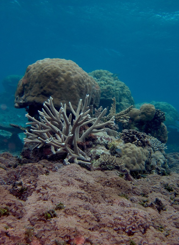 Bawah Underwater 64