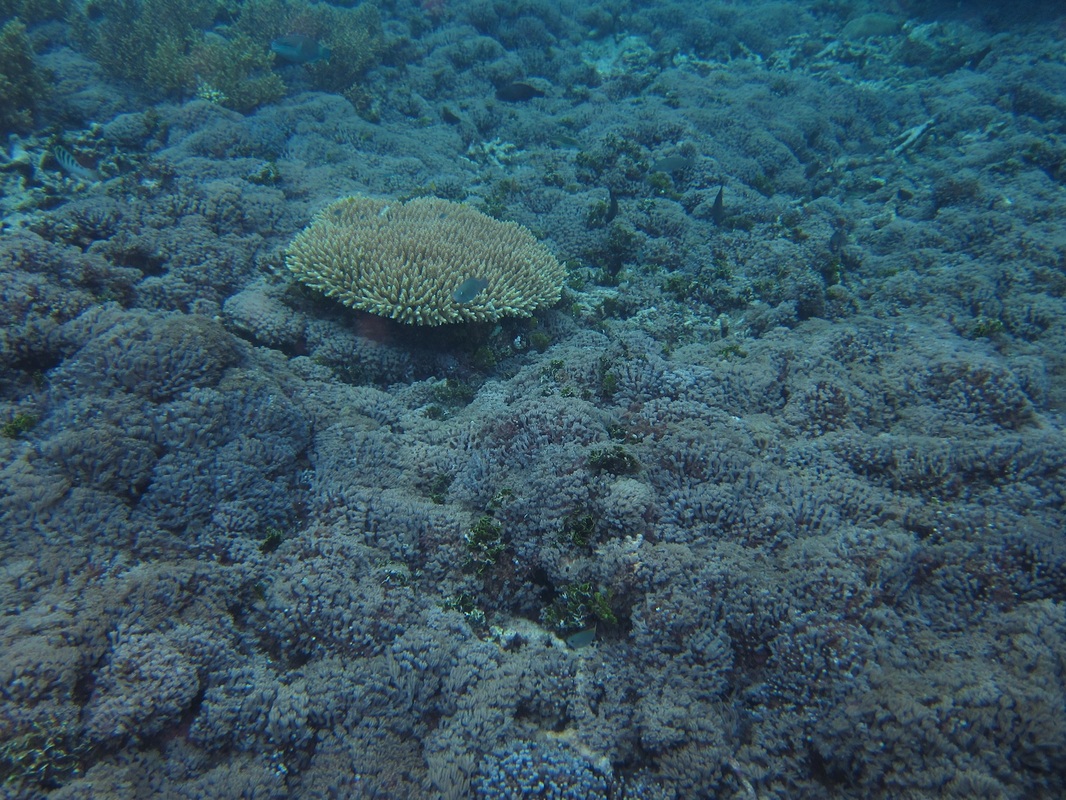 Bawah Underwater 65