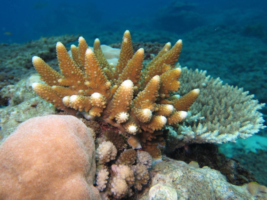 Bawah Underwater 66