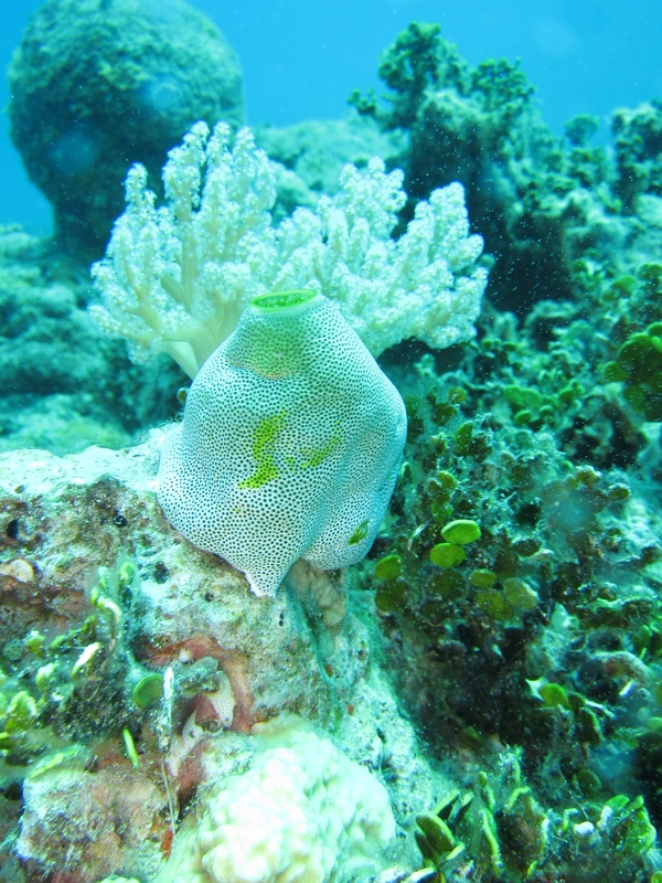 Bawah Underwater 67