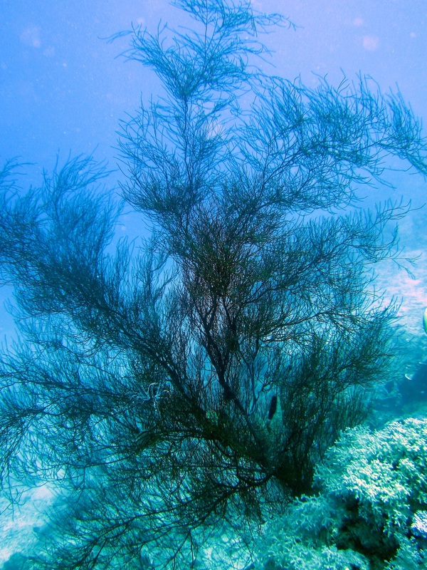 Bawah Underwater 68
