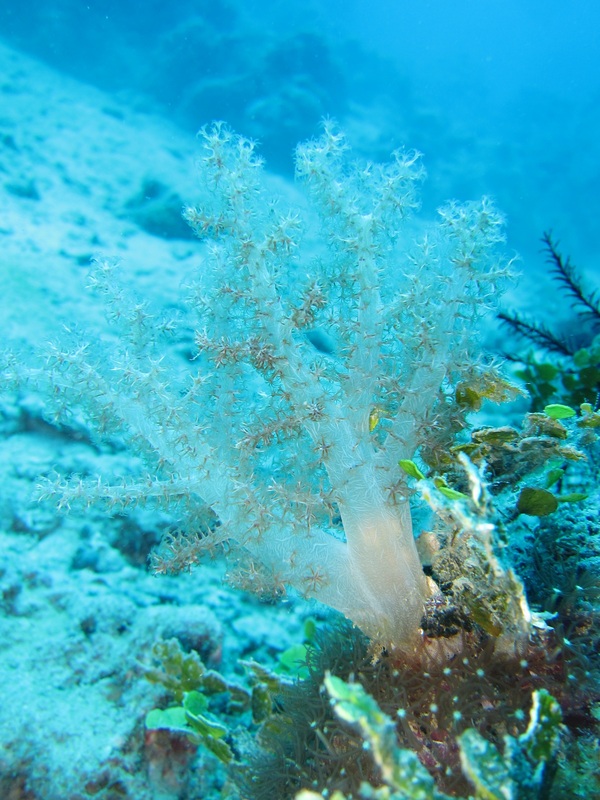 Bawah Underwater 69