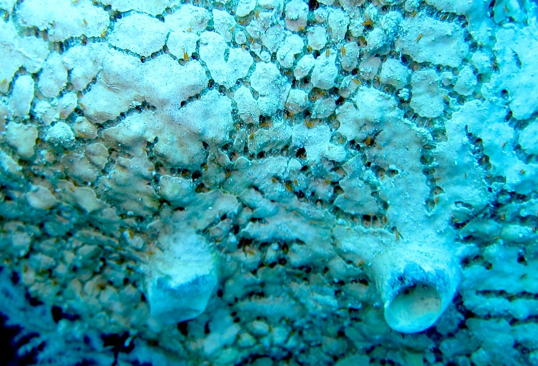 Bawah Underwater 70