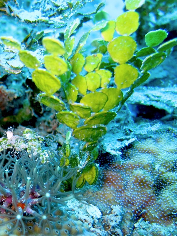 Bawah Underwater 71