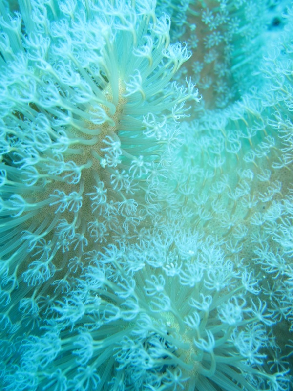 Bawah Underwater 72