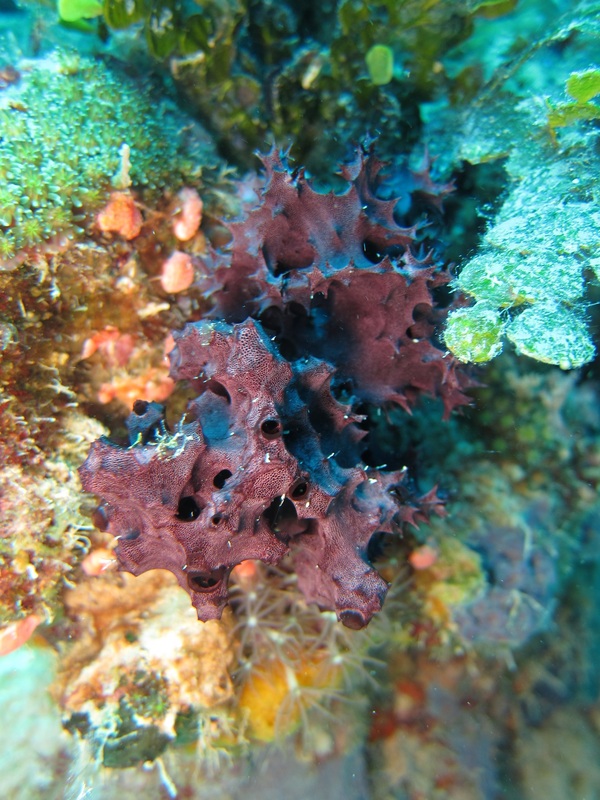 Bawah Underwater 73