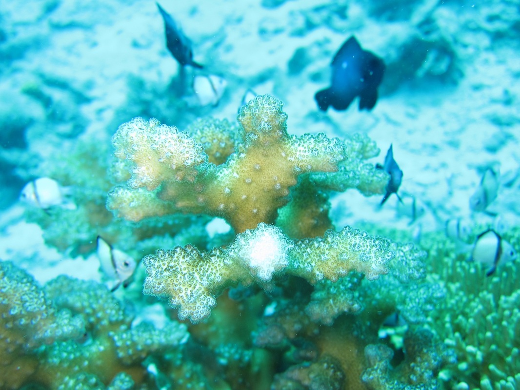 Bawah Underwater 74