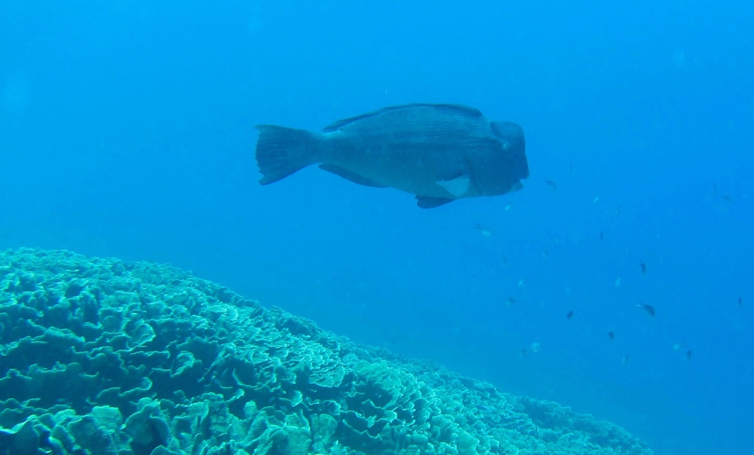 Bawah Underwater 75