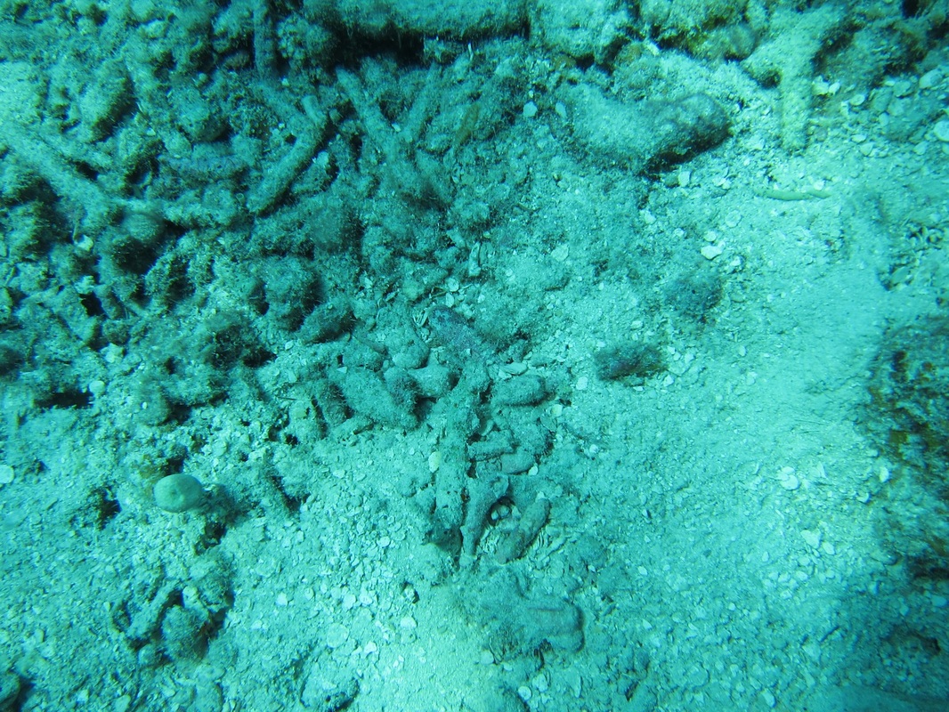 Bawah Underwater 76