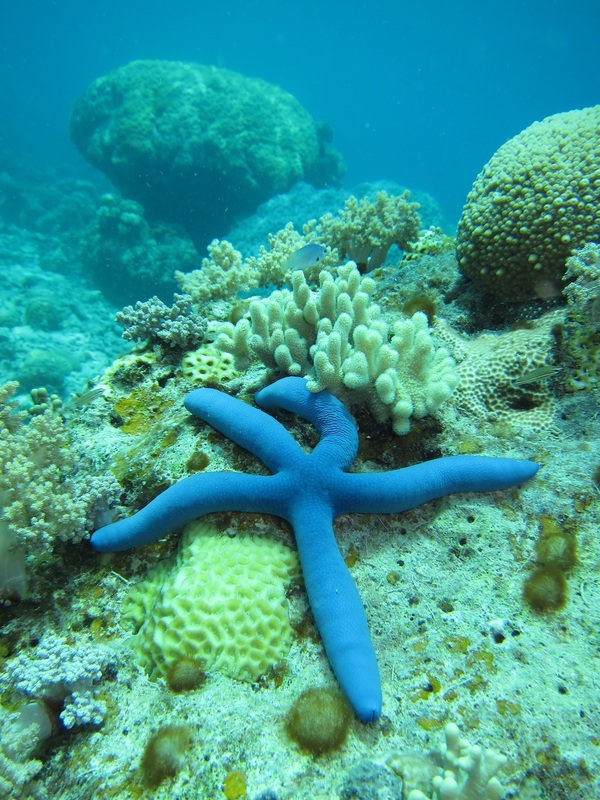 Bawah Underwater 77