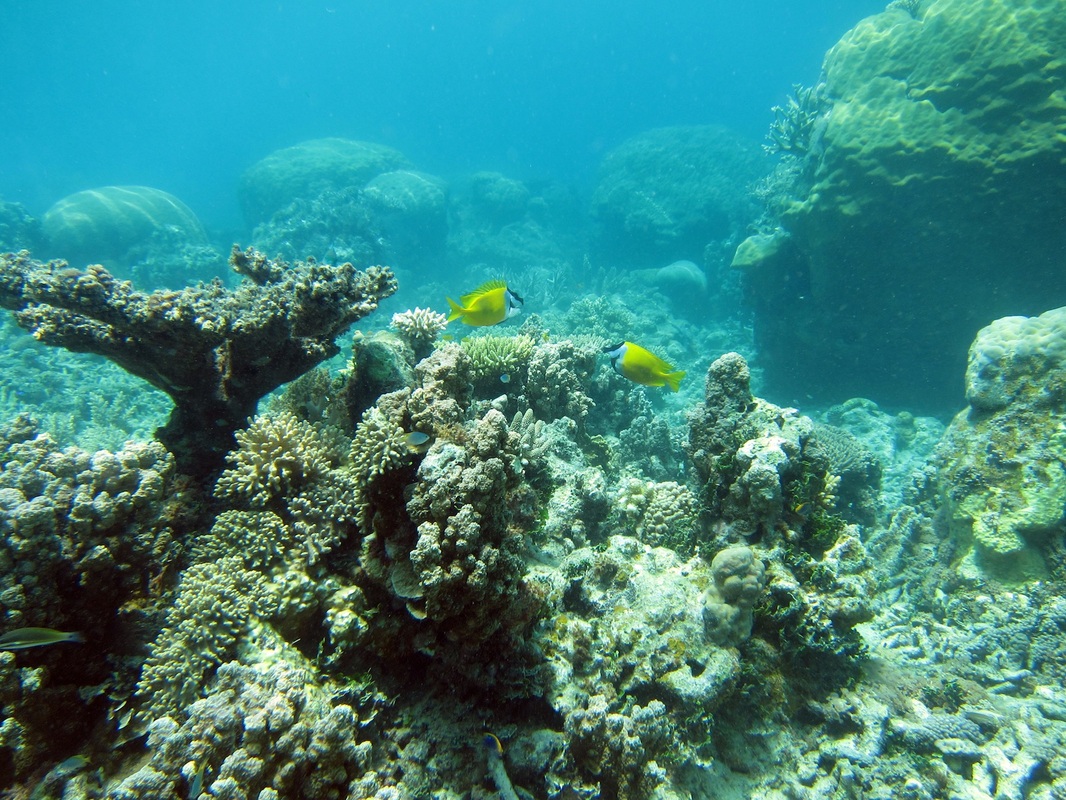 Bawah Underwater 78
